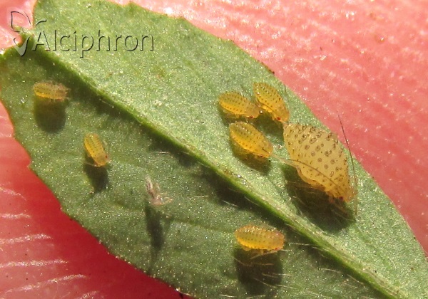 Therioaphis trifolii