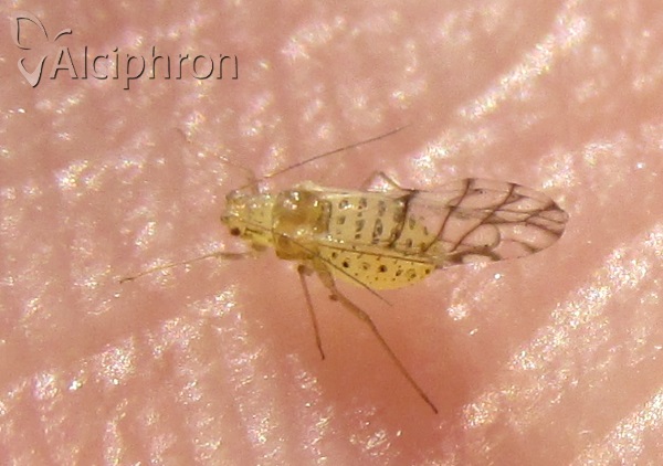 Therioaphis trifolii