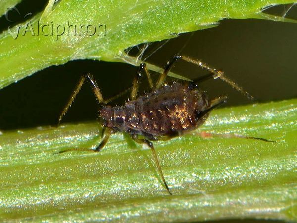 Uroleucon hypochoeridis