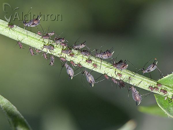 Uroleucon hypochoeridis