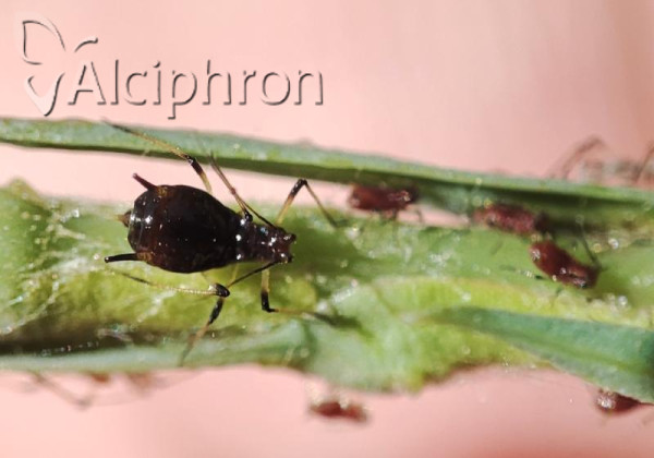 Uroleucon murale
