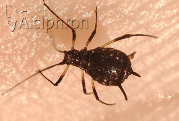 Uroleucon jaceae