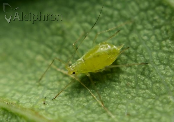 Wahlgreniella nervata