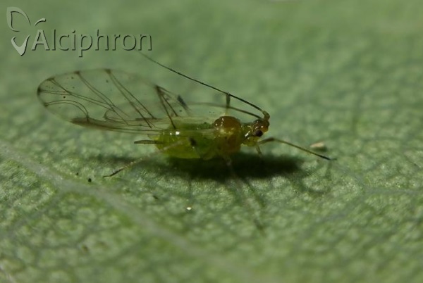 Wahlgreniella nervata