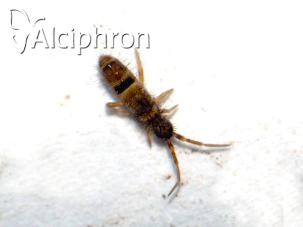 Orchesella cincta