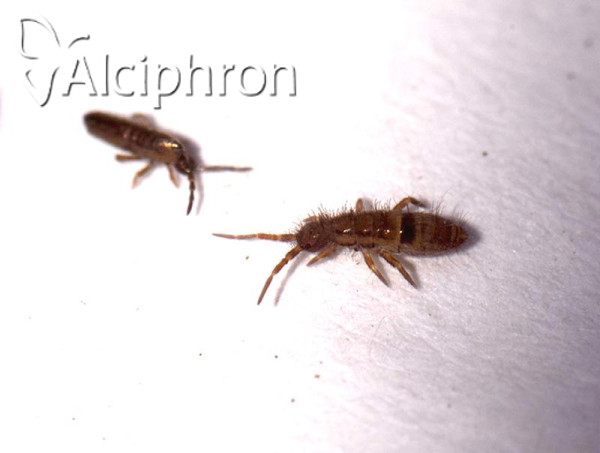 Orchesella cincta