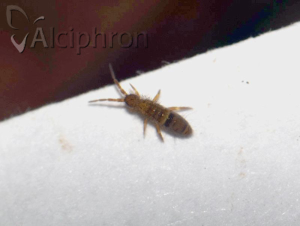 Orchesella cincta