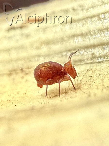 Dicyrtoma fusca