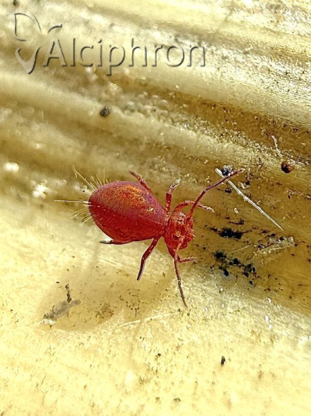 Dicyrtoma fusca