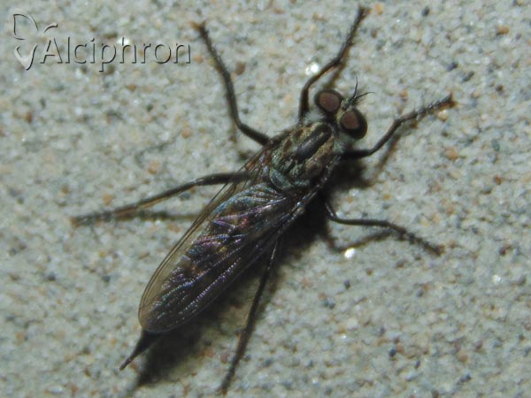 Tolmerus atripes