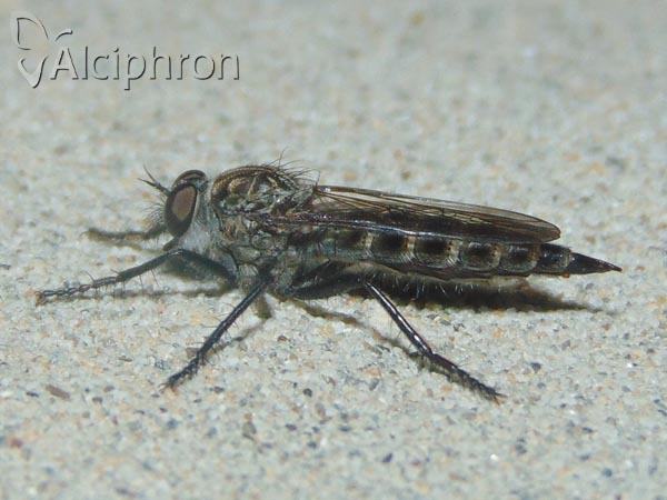 Tolmerus atripes