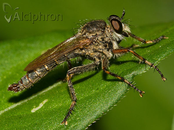 Tolmerus cingulatus
