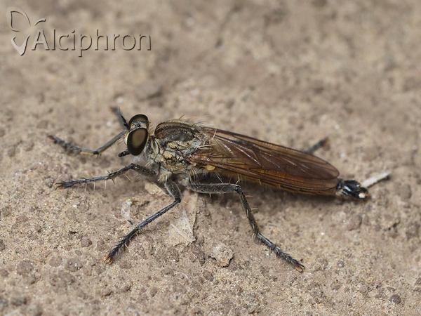 Philonicus albiceps