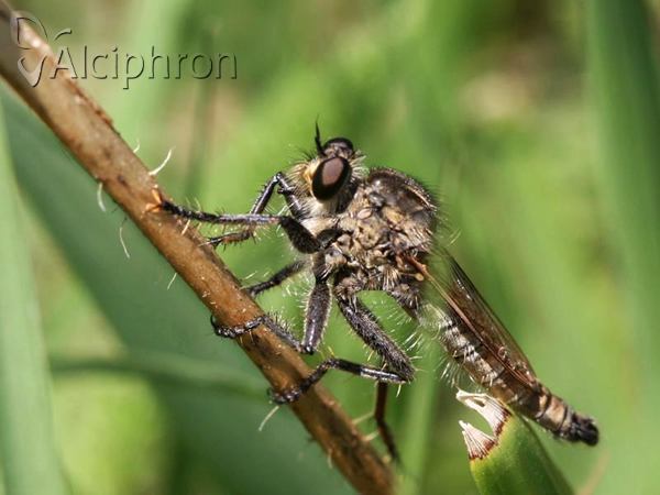 Machimus rusticus