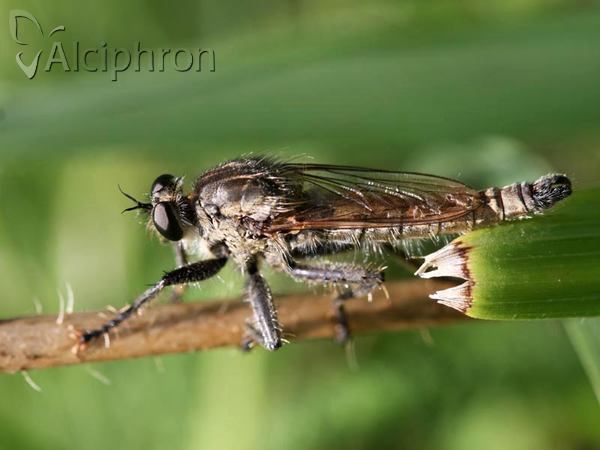 Machimus rusticus