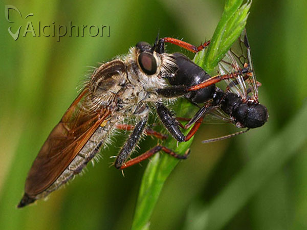 Echthistus rufinervis