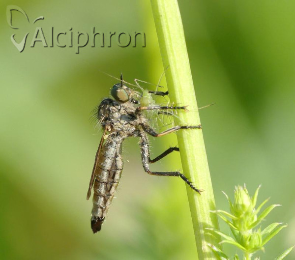 Dysmachus cochleatus