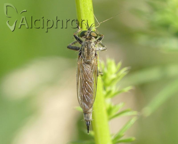 Dysmachus cochleatus