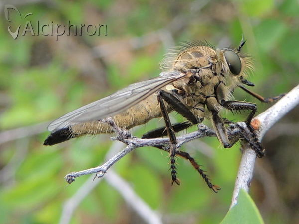 Dysmachus fuscipennis