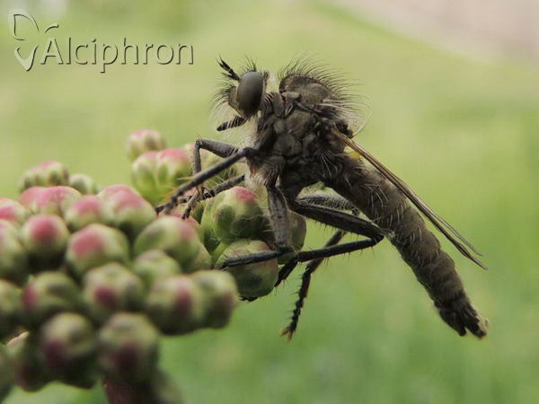 Dysmachus praemorsus