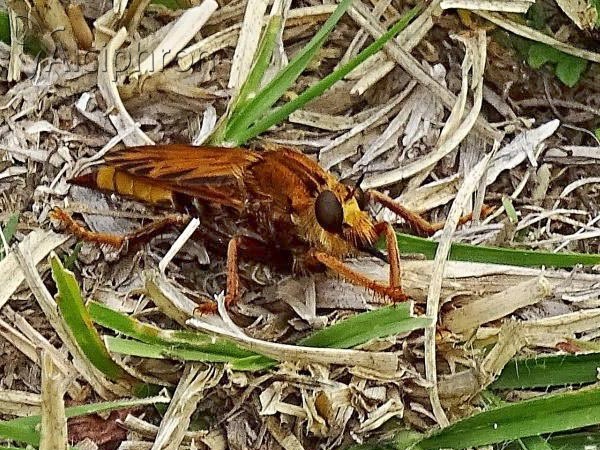 Asilus crabroniformis