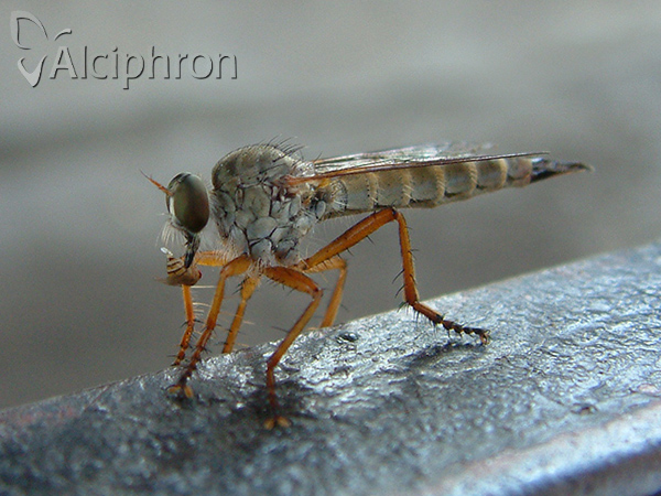 Aneomochtherus flavicornis
