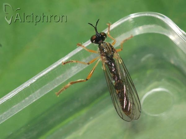 Dioctria linearis