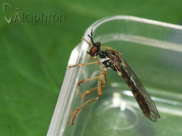 Dioctria linearis