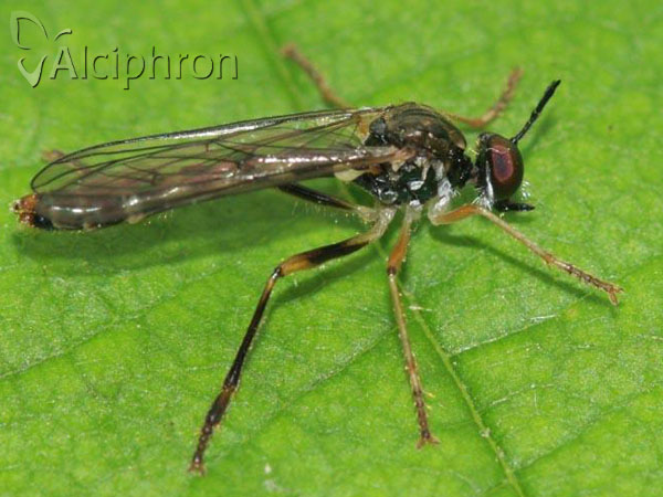 Dioctria linearis