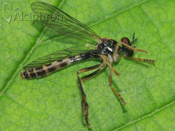 Dioctria linearis
