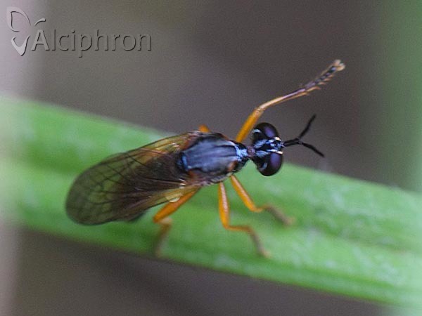 Dioctria oelandica