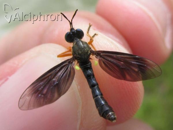 Dioctria oelandica