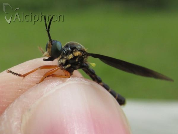 Dioctria oelandica
