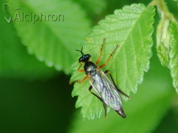 Dioctria rufipes