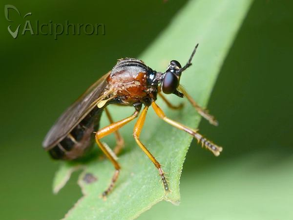 Dioctria rufithorax