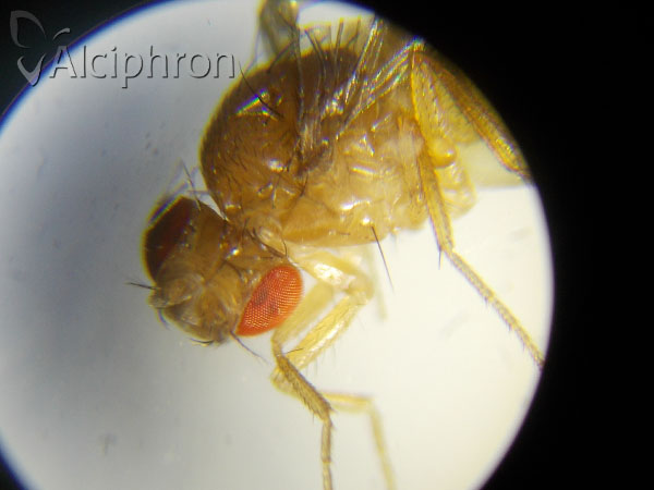 Drosophila melanogaster