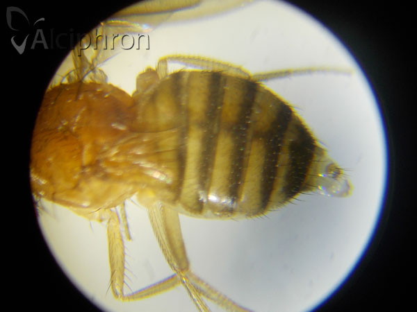 Drosophila melanogaster