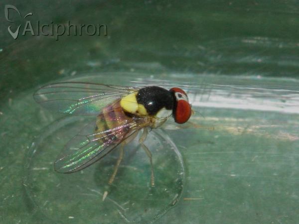 Acletoxenus formosus