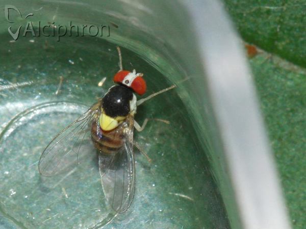 Acletoxenus formosus