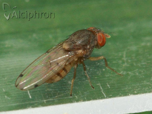 Gitona distigma