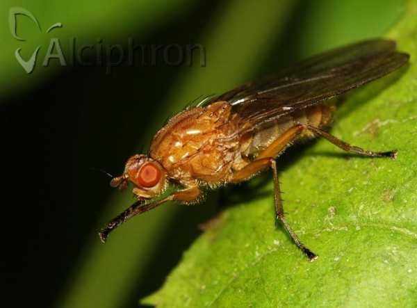 Neuroctena anilis