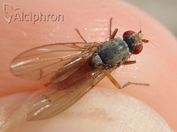 Tephrochlamys tarsalis