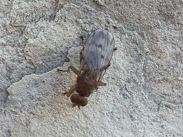 Suillia variegata