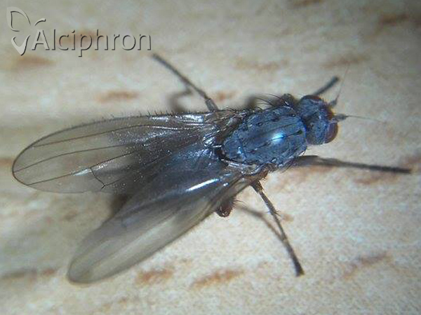 Gymnomus caesius