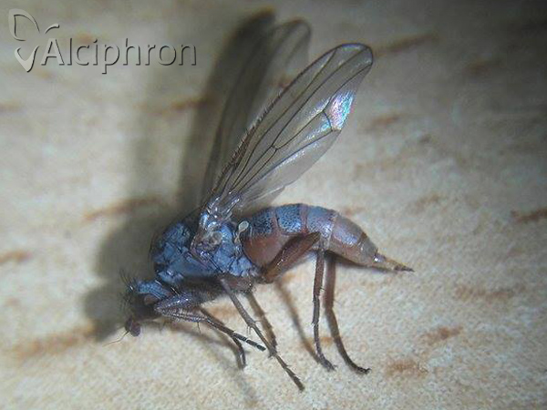 Gymnomus caesius