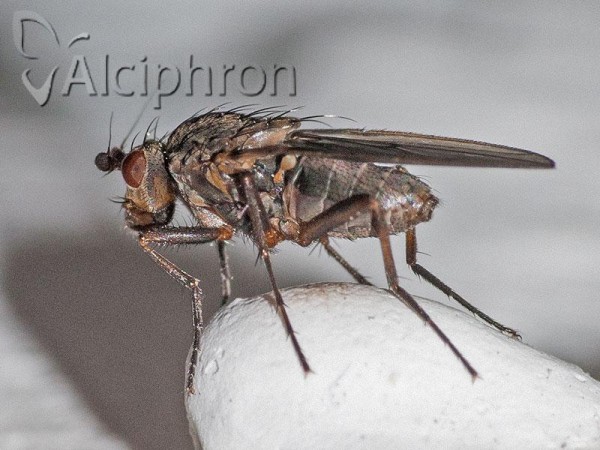 Oecothea fenestralis