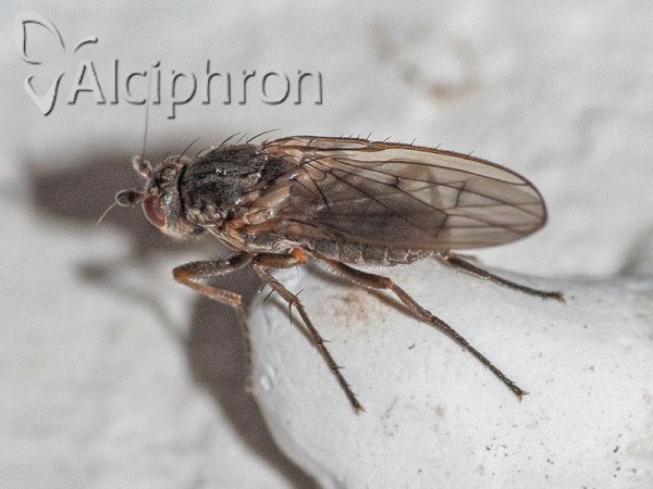 Oecothea fenestralis