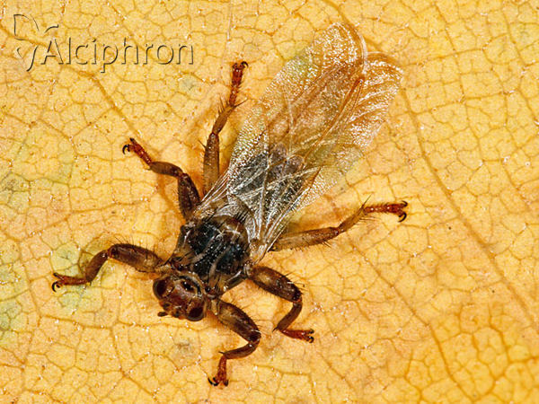 Lipoptena cervi