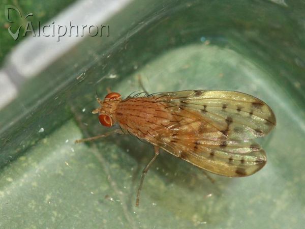 Eusapromyza multipunctata