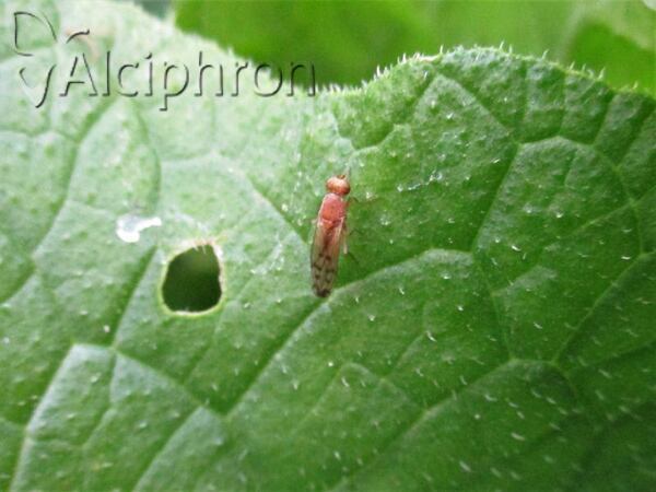Eusapromyza multipunctata